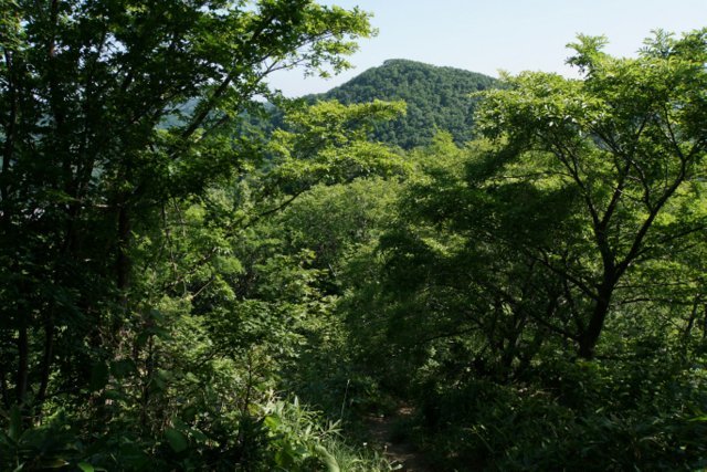 2019年7月８日(月)　　三角山～大倉山～奥三角山(標高354 m)_a0345007_17385570.jpg