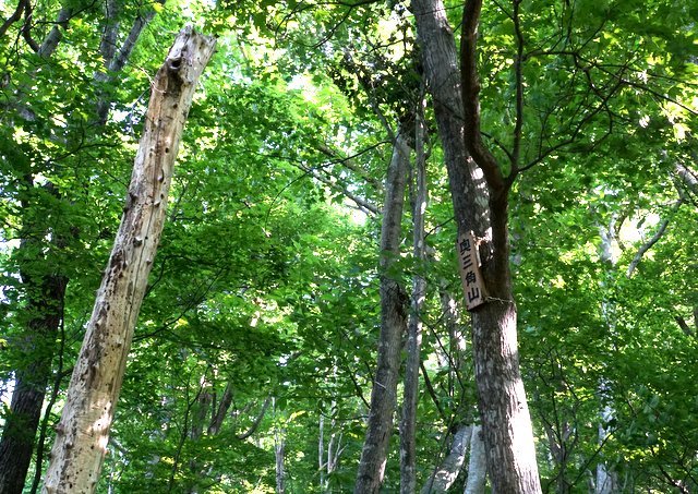 2019年7月８日(月)　　三角山～大倉山～奥三角山(標高354 m)_a0345007_17402062.jpg