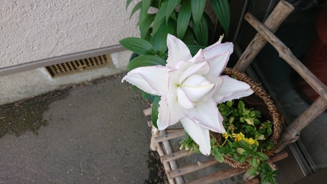 b0035611_20591670.jpg