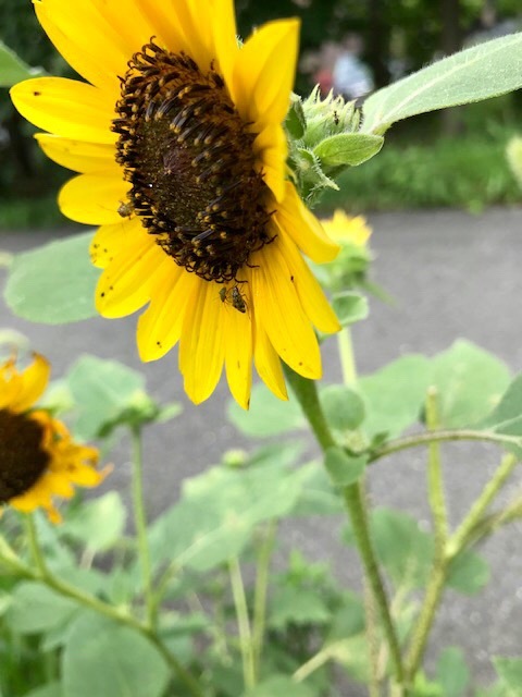 遊歩道で見かける夏の花々in東海岸_d0269832_19302712.jpeg