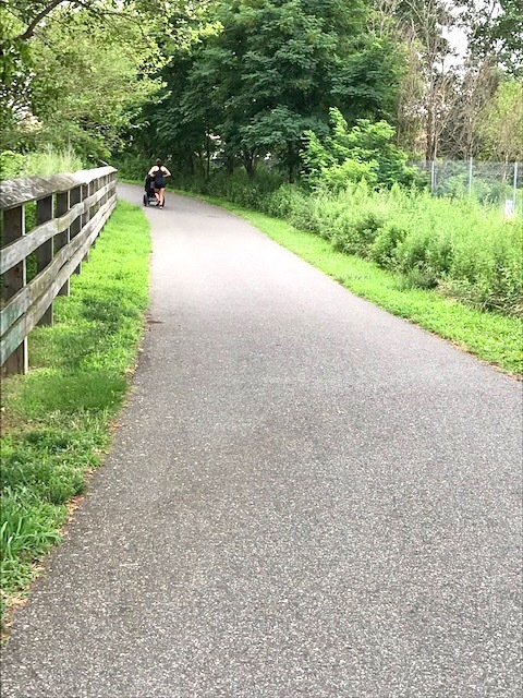 遊歩道で見かける夏の花々in東海岸_d0269832_19304604.jpeg