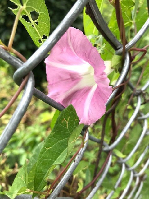 遊歩道で見かける夏の花々in東海岸_d0269832_19312299.jpeg