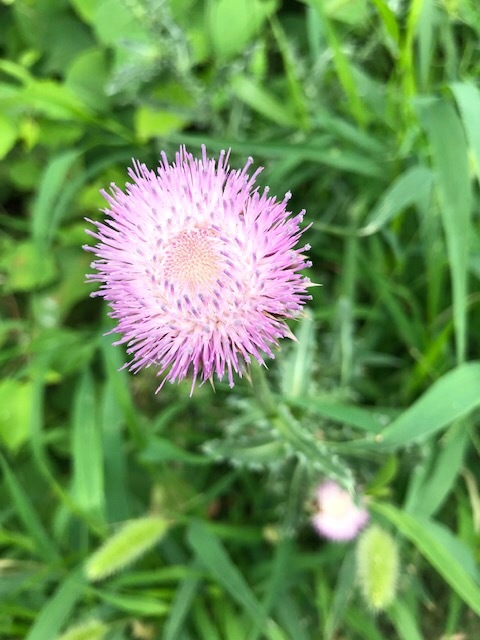 遊歩道で見かける夏の花々in東海岸_d0269832_19314016.jpeg
