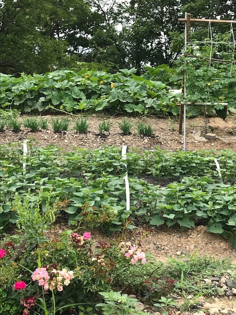 遊歩道で見かける夏の花々in東海岸_d0269832_19315903.jpeg