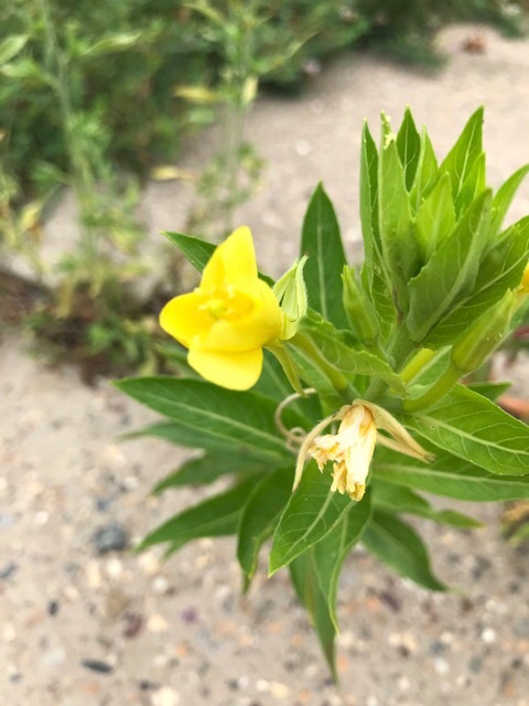 遊歩道で見かける夏の花々in東海岸_d0269832_19321941.jpeg