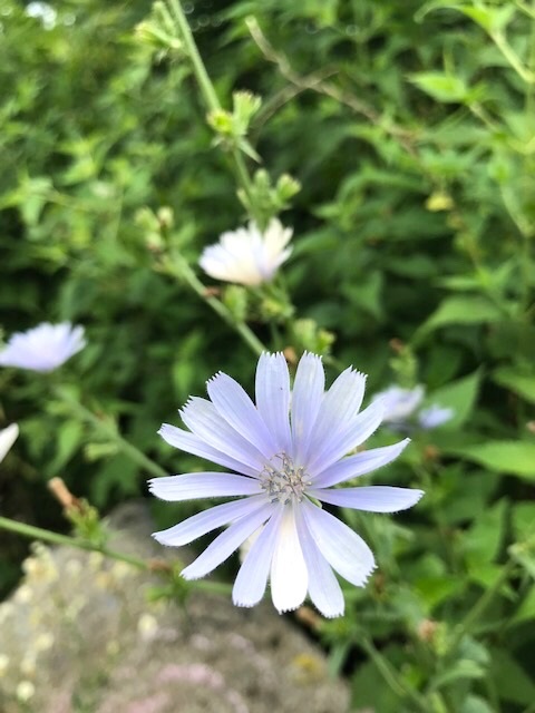 遊歩道で見かける夏の花々in東海岸_d0269832_19331744.jpeg