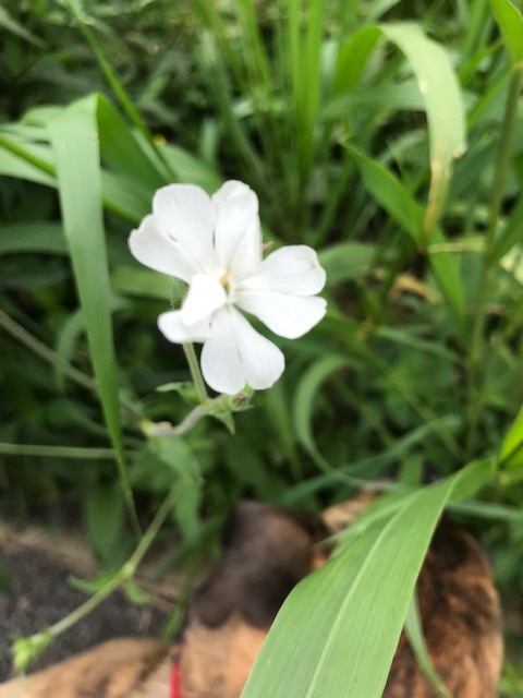 遊歩道で見かける夏の花々in東海岸_d0269832_19344614.jpeg