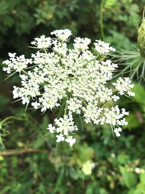 遊歩道で見かける夏の花々in東海岸_d0269832_19350671.jpeg