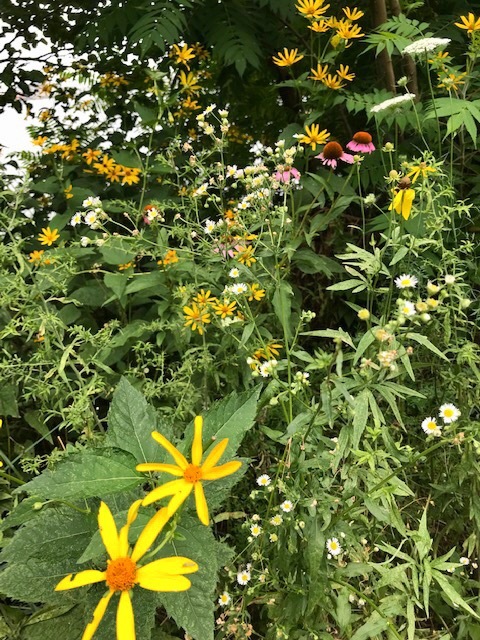 遊歩道で見かける夏の花々in東海岸_d0269832_19352893.jpeg