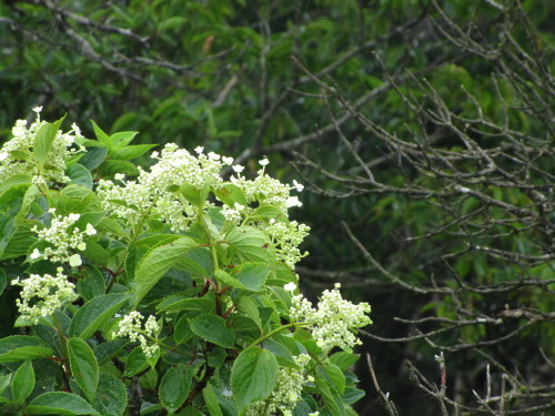 a0345833_21043522.jpg