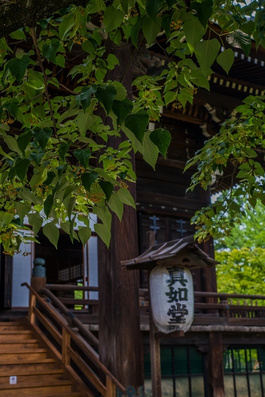 真如堂~紫陽花咲く頃_e0363038_14332219.jpg