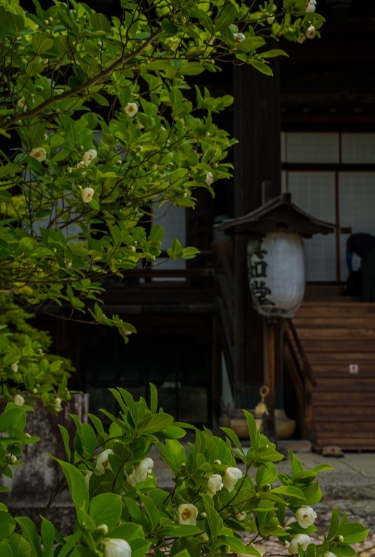 真如堂~紫陽花咲く頃_e0363038_14332678.jpg