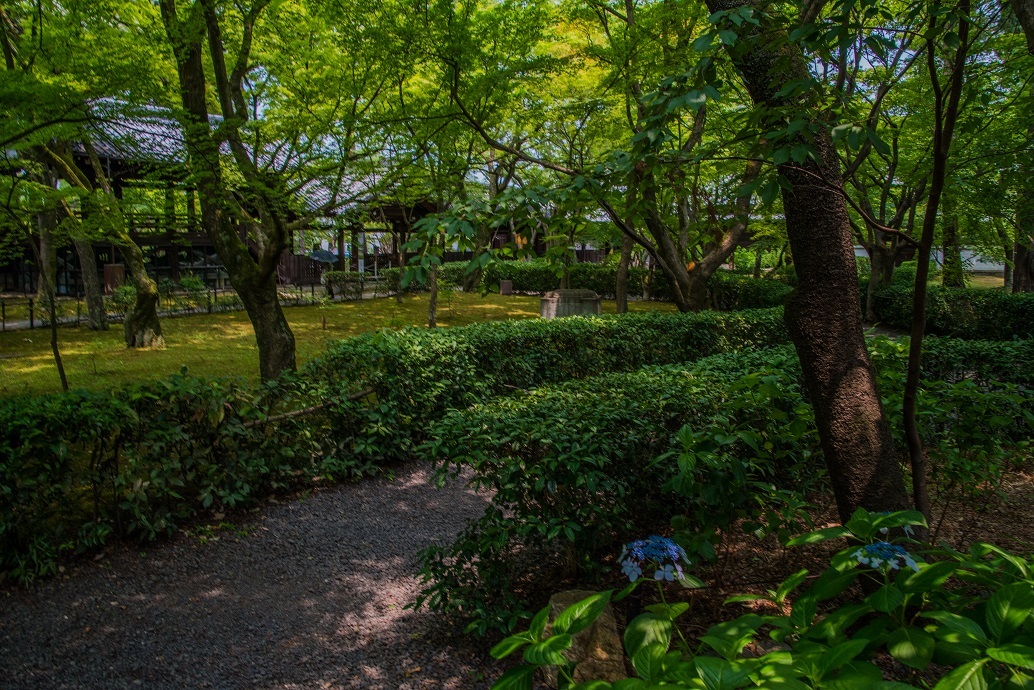 真如堂~紫陽花咲く頃_e0363038_14335491.jpg
