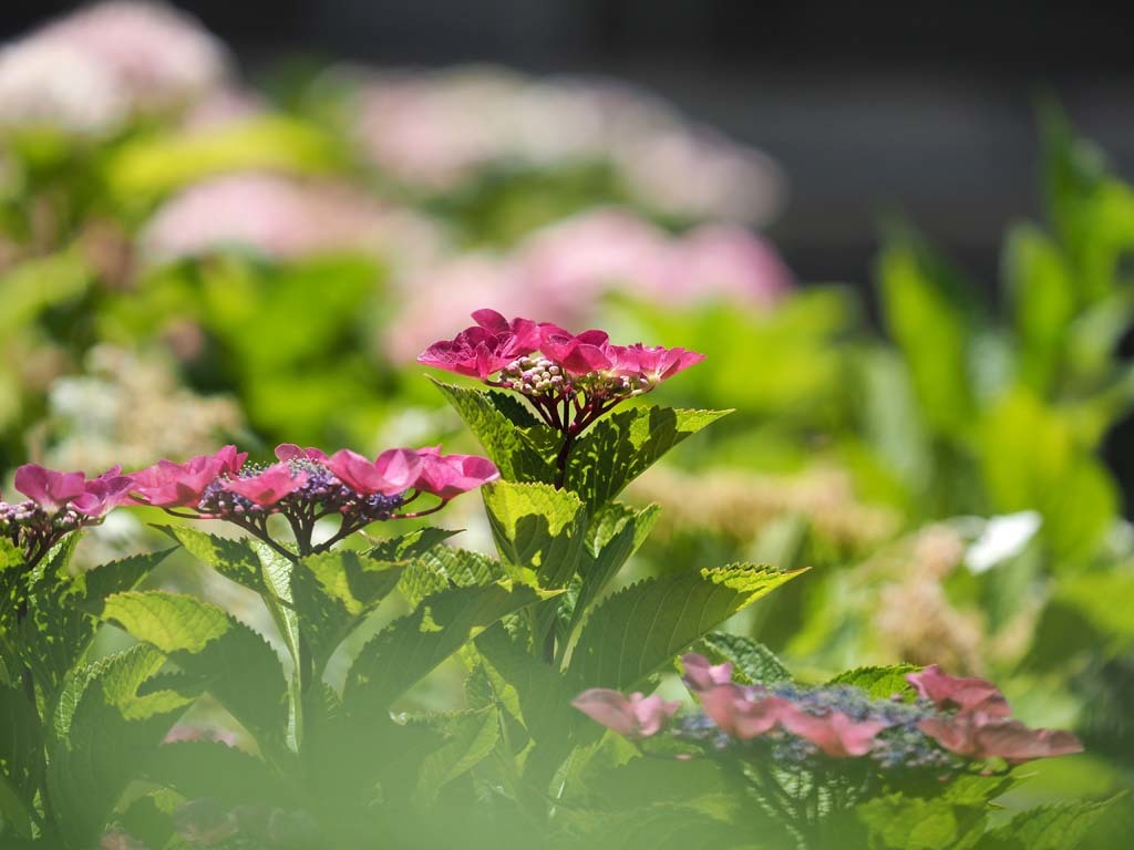 坐間神社の紫陽花@2019-06-15_d0250840_19595830.jpg