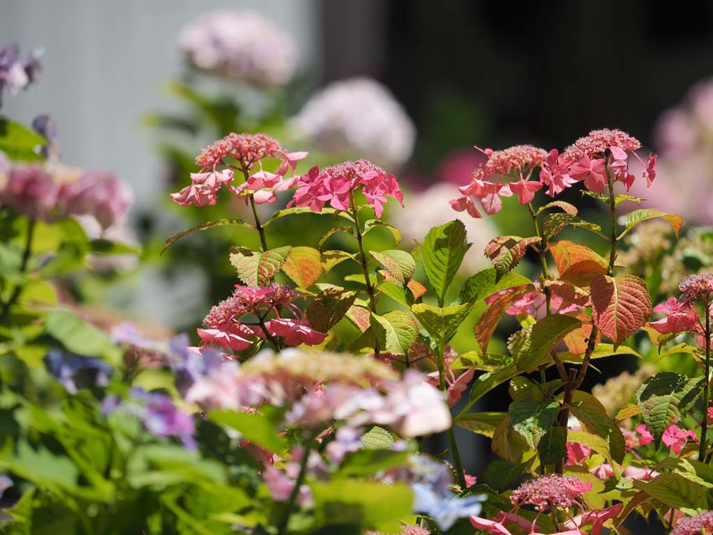 坐間神社の紫陽花@2019-06-15_d0250840_20002095.jpg