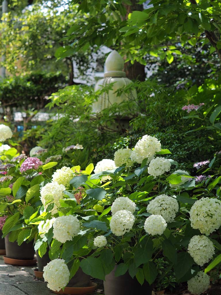 坐間神社の紫陽花@2019-06-15_d0250840_20004859.jpg