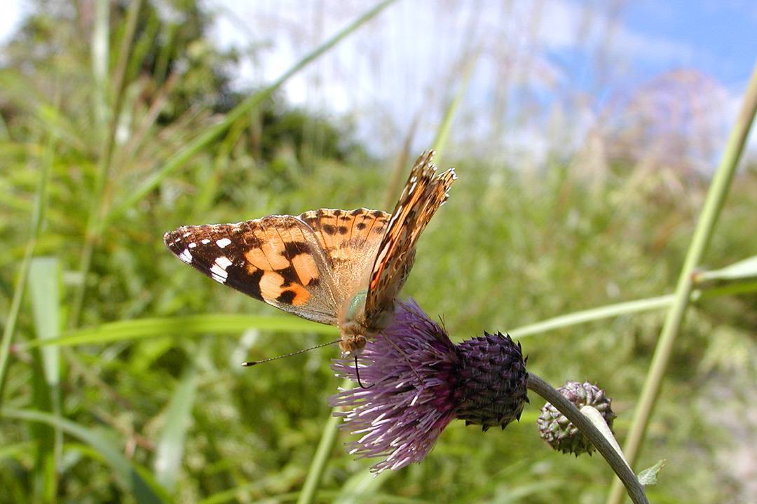 e0403850_16580824.jpg