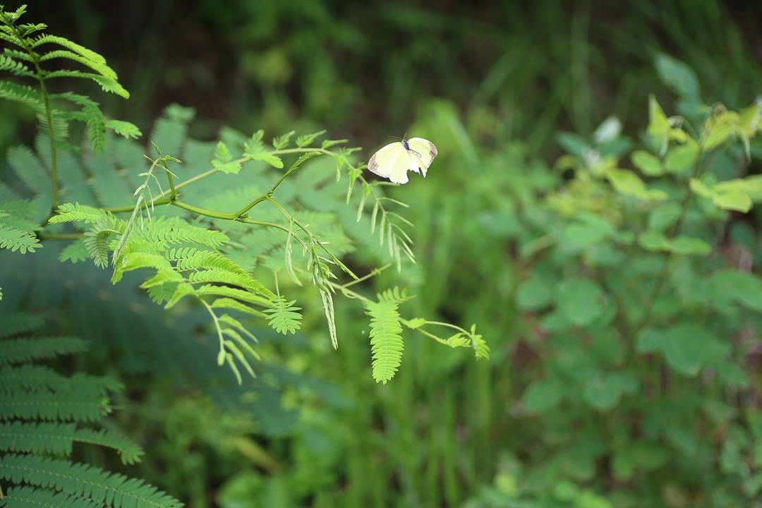 e0403850_20162277.jpg
