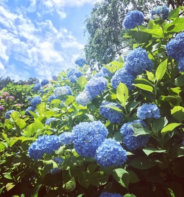 紫陽花鑑賞＠善峯寺♪_a0124556_20140069.jpg