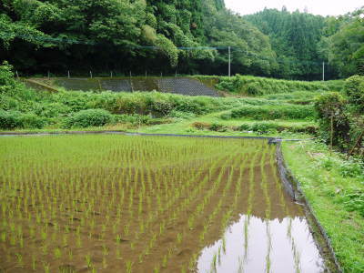 米作りの挑戦(2019)　田植え後1ヶ月の様子　昨年の反省を生かし工夫しました_a0254656_17274371.jpg