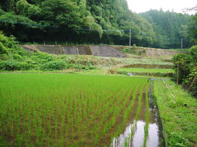 米作りの挑戦(2019)　田植え後1ヶ月の様子　昨年の反省を生かし工夫しました_a0254656_17330998.jpg