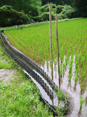 米作りの挑戦(2019)　田植え後1ヶ月の様子　昨年の反省を生かし工夫しました_a0254656_17455786.jpg