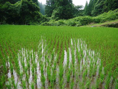米作りの挑戦(2019)　田植え後1ヶ月の様子　昨年の反省を生かし工夫しました_a0254656_18050551.jpg