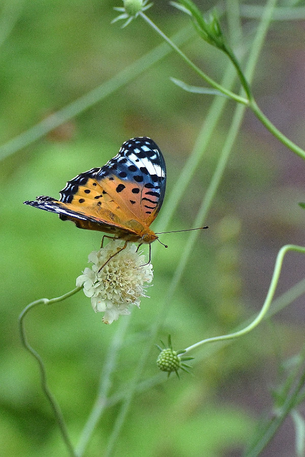 d0387460_13353139.jpg