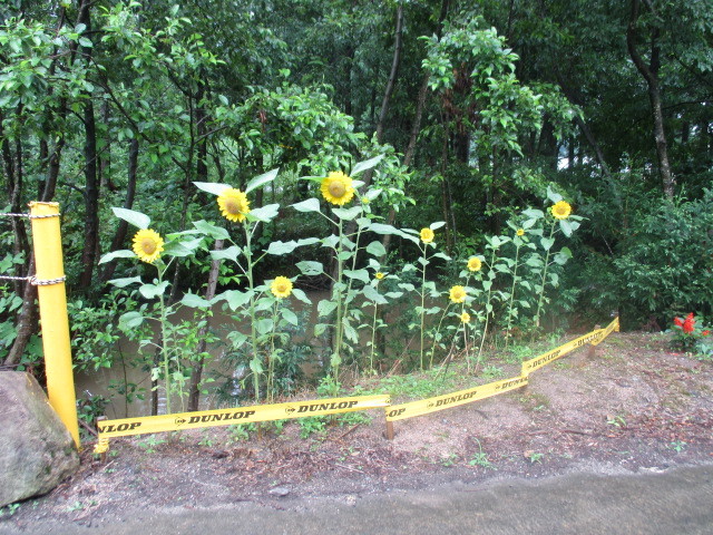 c0080863_17564324.jpg