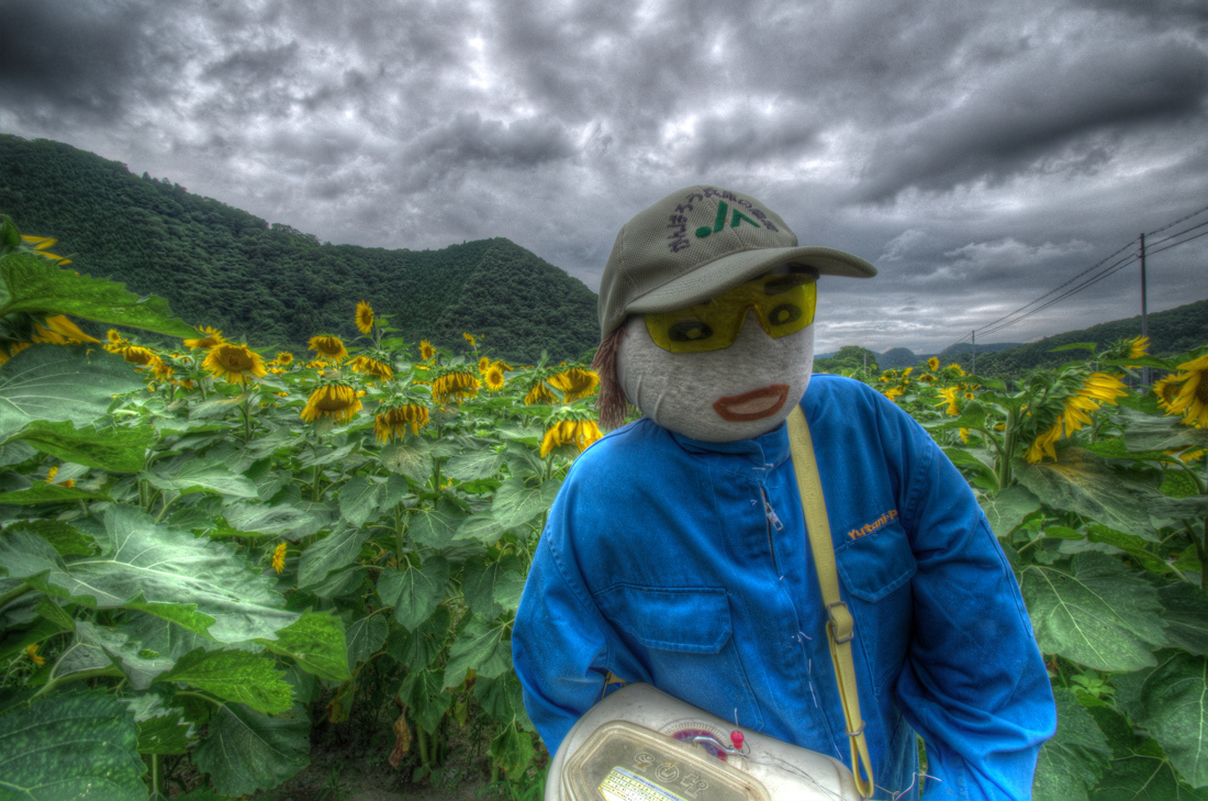 ひまわり畑の住人たち_b0259669_01014266.jpg