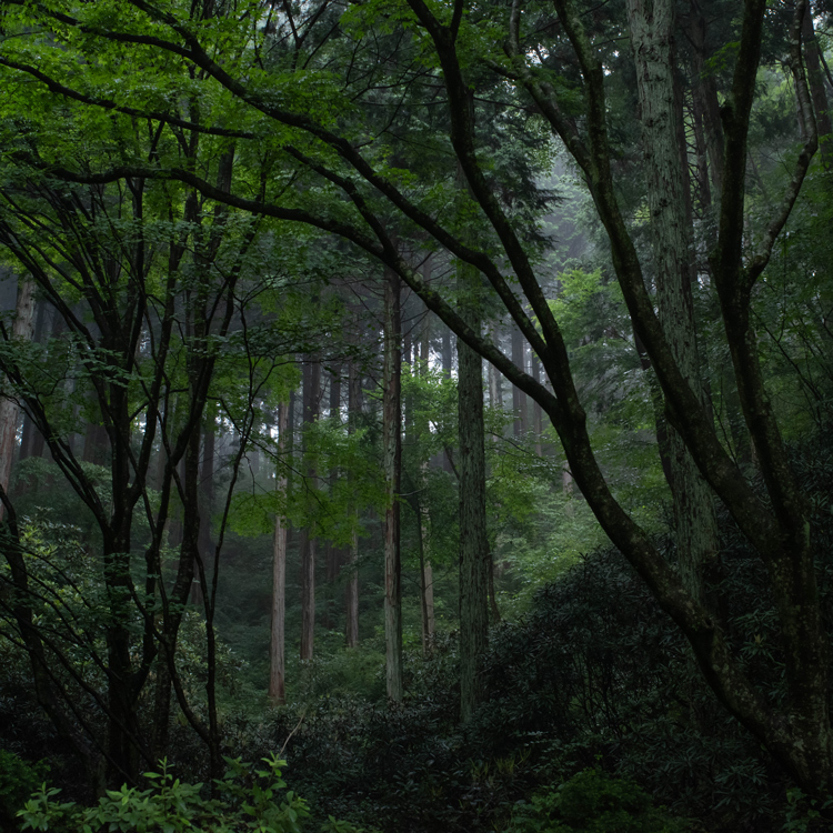 雨の杜_b0259669_21531016.jpg