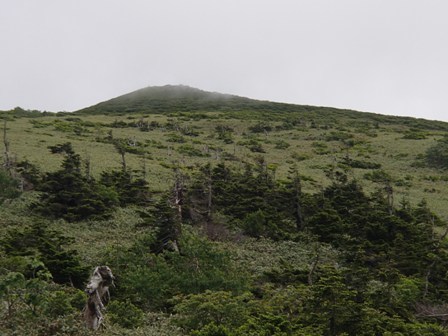 2019.7.14～15 秋田駒ヶ岳の花巡り（二日目）_a0344771_11452675.jpg