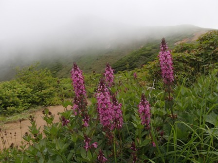 2019.7.14～15 秋田駒ヶ岳の花巡り（二日目）_a0344771_11455536.jpg