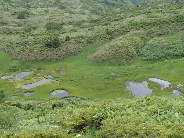 2019.7.14～15 秋田駒ヶ岳の花巡り（二日目）_a0344771_11460126.jpg