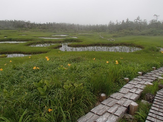 2019.7.14～15 秋田駒ヶ岳の花巡り（二日目）_a0344771_11461319.jpg