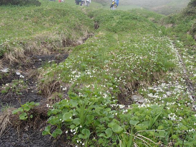 2019.7.14～15 秋田駒ヶ岳の花巡り（二日目）_a0344771_11462017.jpg