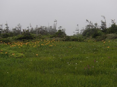 2019.7.14～15 秋田駒ヶ岳の花巡り（二日目）_a0344771_11464896.jpg