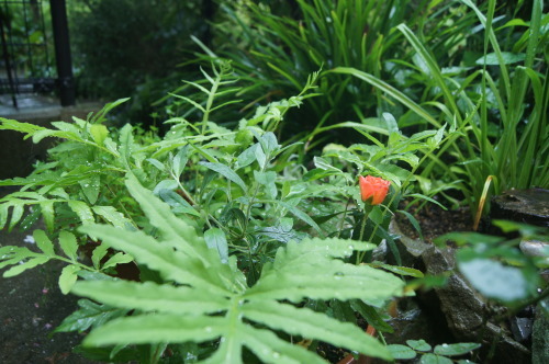 e0181373_20102667.jpg