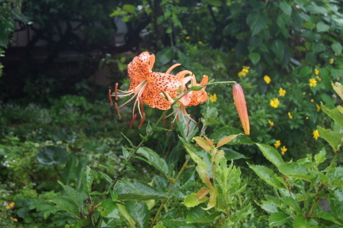 e0181373_20103564.jpg