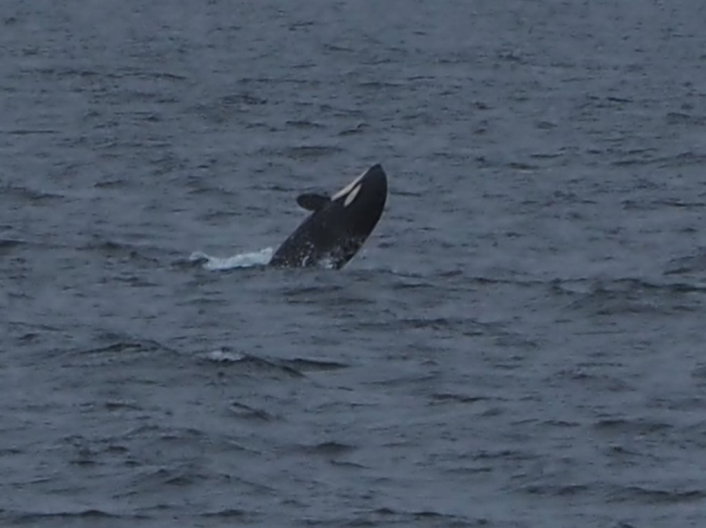 秘湯！岩尾別温泉「地の果てホテル」に泊まる羅臼シャチク－ズ3日間　1,030ｋｍ　22,308歩の旅　7/15~17_c0183777_10334851.jpg