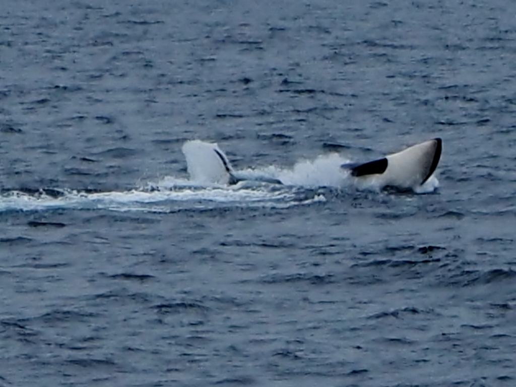 秘湯！岩尾別温泉「地の果てホテル」に泊まる羅臼シャチク－ズ3日間　1,030ｋｍ　22,308歩の旅　7/15~17_c0183777_10335961.jpg