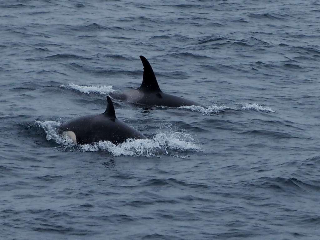 秘湯！岩尾別温泉「地の果てホテル」に泊まる羅臼シャチク－ズ3日間　1,030ｋｍ　22,308歩の旅　7/15~17_c0183777_10345711.jpg