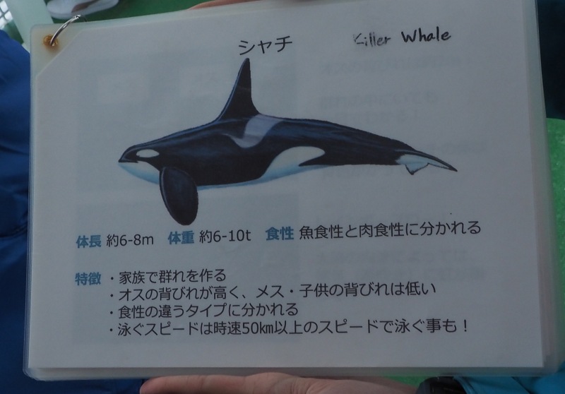 秘湯！岩尾別温泉「地の果てホテル」に泊まる羅臼シャチク－ズ3日間　1,030ｋｍ　22,308歩の旅　7/15~17_c0183777_10442963.jpg