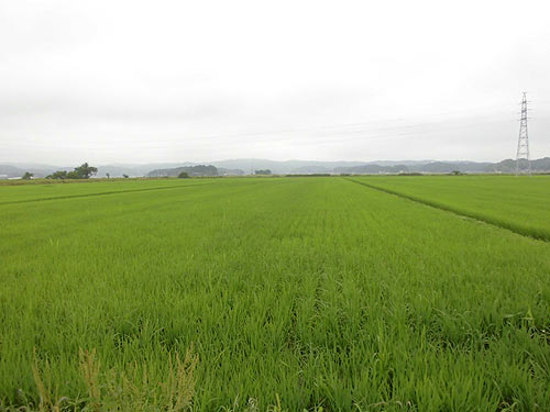 7月18日の田んぼ(緑ヶ丘小・北郷小) _d0247484_1014780.jpg