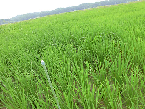 7月18日の田んぼ(目黒角田絆交流田) _d0247484_1024648.jpg