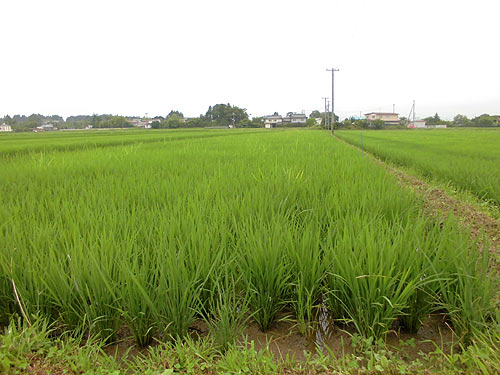 7月18日の田んぼ(下目黒小・枝野小) _d0247484_9194543.jpg