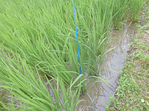 7月18日の田んぼ(月光原小・西根小) _d0247484_9392066.jpg