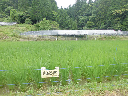 7月18日の田んぼ(月光原小・西根小) _d0247484_9424491.jpg