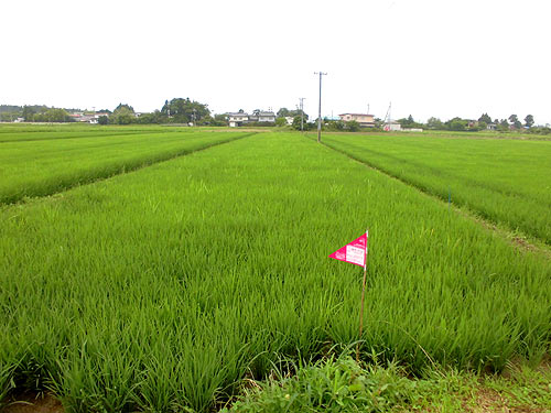 7月18日の田んぼ(下目黒小・枝野小) _d0247484_975077.jpg