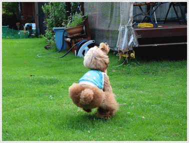 b0175688_20364419.gif